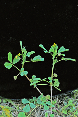 APII jpeg image of Medicago polymorpha  © contact APII