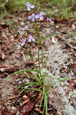 APII jpeg image of Murdannia graminea  © contact APII