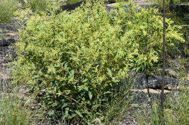 APII jpeg image of Notelaea sp. Barakula (A.R.Bean 7553)  © contact APII