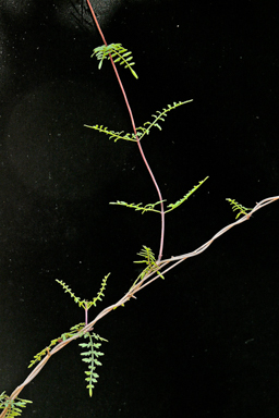 APII jpeg image of Pandorea pandorana  © contact APII