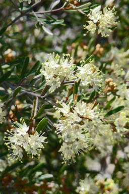 APII jpeg image of Phebalium squamulosum subsp. gracile  © contact APII