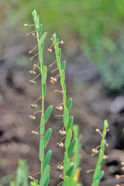 APII jpeg image of Phyllanthus virgatus  © contact APII