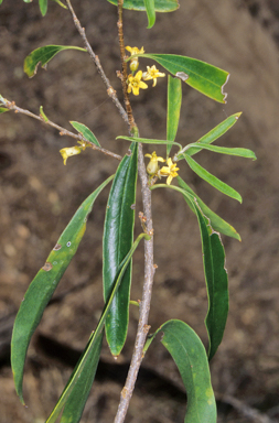 APII jpeg image of Pittosporum angustifolium  © contact APII