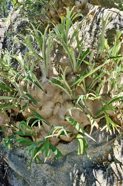 APII jpeg image of Platycerium veitchii  © contact APII