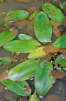 APII jpeg image of Potamogeton tricarinatus  © contact APII