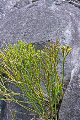 APII jpeg image of Psilotum nudum  © contact APII