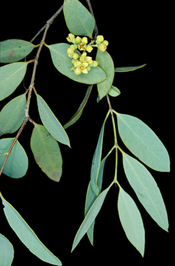 APII jpeg image of Santalum lanceolatum  © contact APII