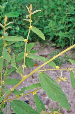 APII jpeg image of Sida hackettiana  © contact APII