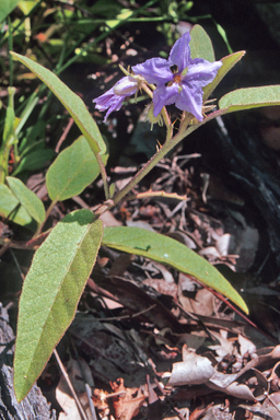 APII jpeg image of Solanum ellipticum  © contact APII