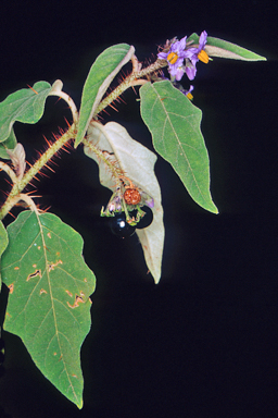 APII jpeg image of Solanum semiarmatum  © contact APII