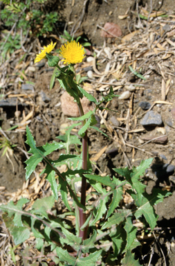 APII jpeg image of Sonchus oleraceus  © contact APII