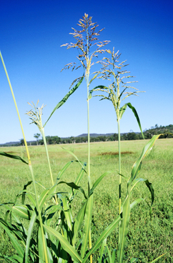 APII jpeg image of Sorghum arundinaceum  © contact APII