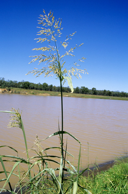 APII jpeg image of Sorghum drummondii  © contact APII