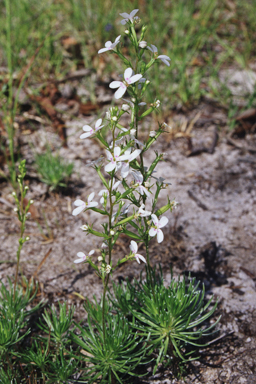 APII jpeg image of Stylidium eglandulosum  © contact APII