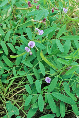 APII jpeg image of Tephrosia brachyodon  © contact APII