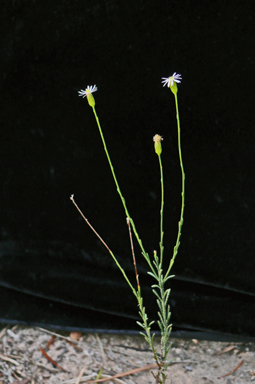 APII jpeg image of Vittadinia diffusa  © contact APII