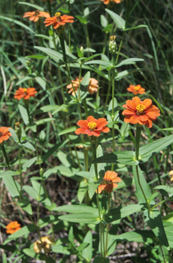 APII jpeg image of Zinnia peruviana  © contact APII