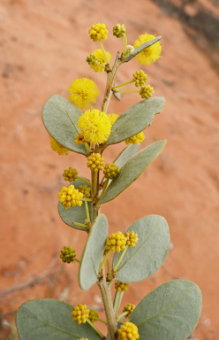 APII jpeg image of Acacia argyrophylla  © contact APII