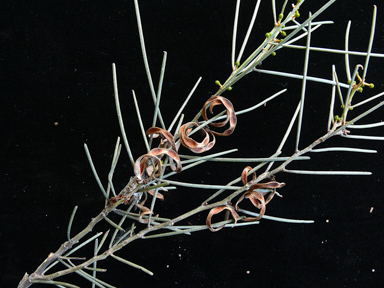 APII jpeg image of Acacia rigens  © contact APII