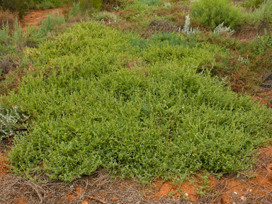 APII jpeg image of Atriplex semibaccata  © contact APII