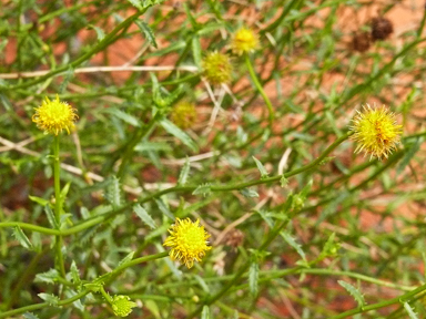 APII jpeg image of Calotis erinacea  © contact APII