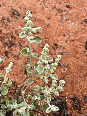 APII jpeg image of Chenopodium desertorum subsp. desertorum  © contact APII