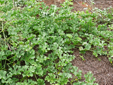 APII jpeg image of Citrullus colocynthis  © contact APII