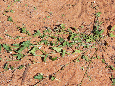 APII jpeg image of Convolvulus clementii  © contact APII