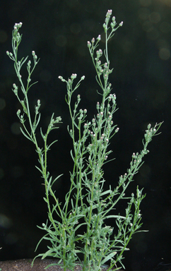 APII jpeg image of Erigeron bonariensis  © contact APII