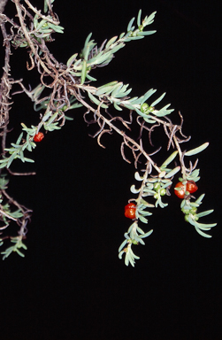 APII jpeg image of Enchylaena tomentosa var. tomentosa  © contact APII