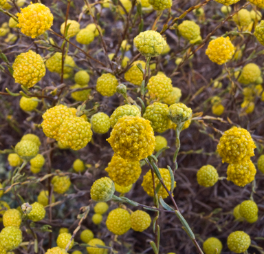 APII jpeg image of Gnephosis arachnoidea  © contact APII