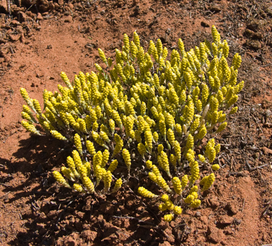 APII jpeg image of Gnephosis tenuissima  © contact APII