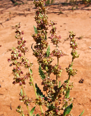 APII jpeg image of Haloragis odontocarpa f. pterocarpa  © contact APII