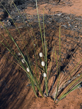 APII jpeg image of Lomandra leucocephala subsp. leucocephala  © contact APII