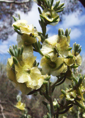 APII jpeg image of Maireana georgei  © contact APII