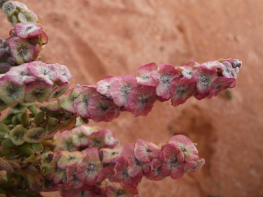 APII jpeg image of Maireana trichoptera  © contact APII