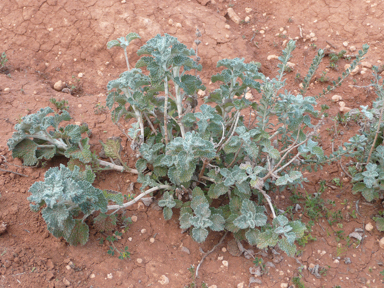 APII jpeg image of Marrubium vulgare  © contact APII