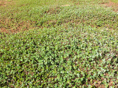 APII jpeg image of Marsilea hirsuta  © contact APII