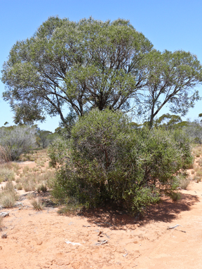 APII jpeg image of Melaleuca lanceolata  © contact APII