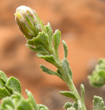 APII jpeg image of Olearia minor  © contact APII