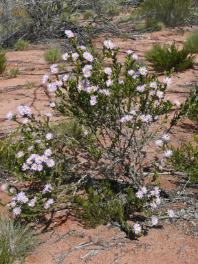 APII jpeg image of Olearia rudis  © contact APII
