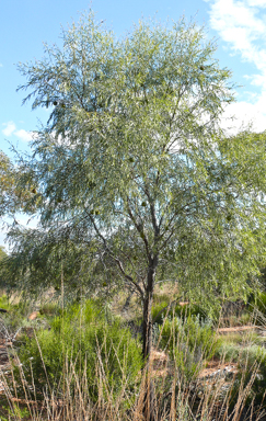 APII jpeg image of Santalum murrayanum  © contact APII