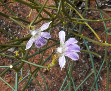 APII jpeg image of Scaevola depauperata  © contact APII