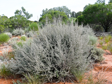 APII jpeg image of Scaevola spinescens  © contact APII