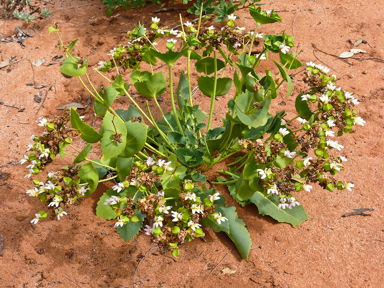 APII jpeg image of Goodenia connata  © contact APII