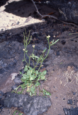 APII jpeg image of Cardamine paucijuga  © contact APII