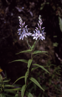 APII jpeg image of Veronica derwentiana subsp. derwentiana  © contact APII