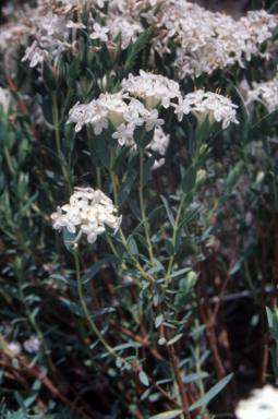 APII jpeg image of Pimelea linifolia subsp. caesia  © contact APII
