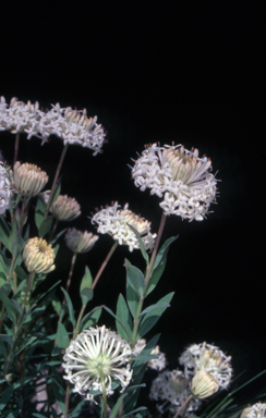 APII jpeg image of Pimelea treyvaudii  © contact APII