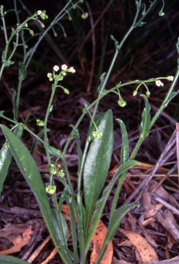 APII jpeg image of Hackelia suaveolens  © contact APII